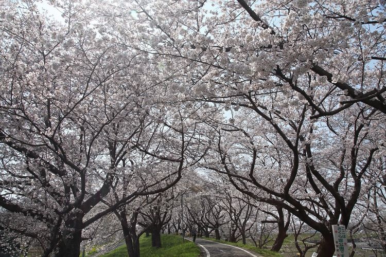 Shirogatayatsuri Embankment