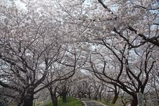 Tourist destination images of Shirogatayatsuri Embankment(1)