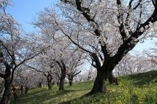 Tourist destination images of Shirogatayatsuri Embankment(2)