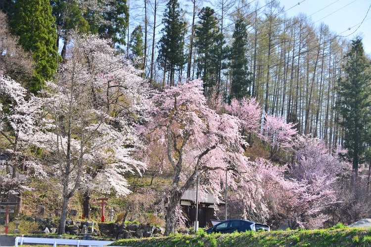 Tetsuzen Sakura of Dengyosan Mountain