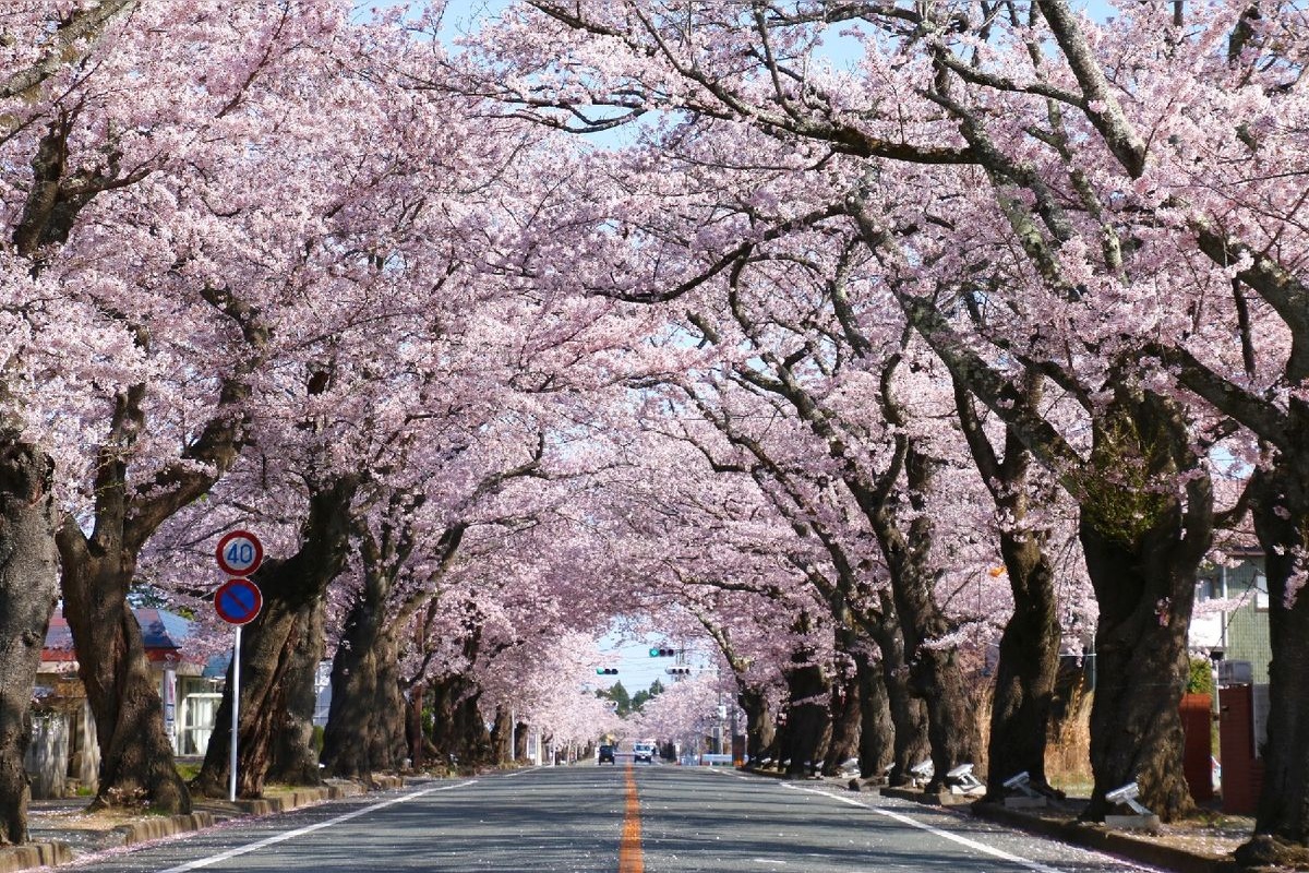 夜の森桜のトンネル | 福島県の観光地 | Sparkle Travel
