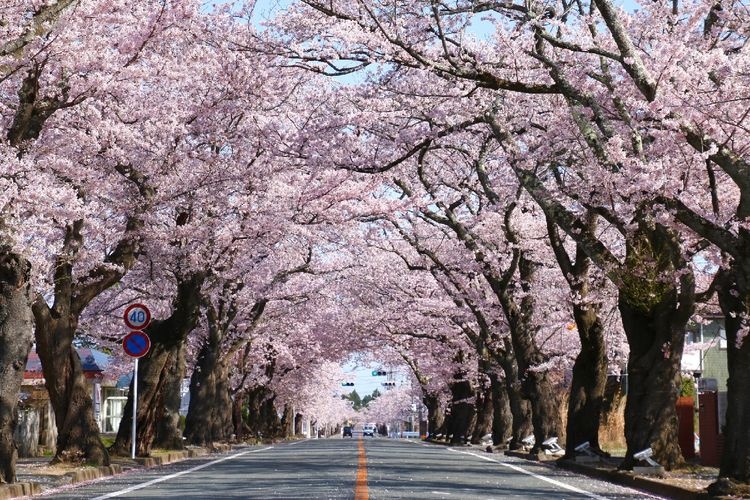 Yononori Sakura Tunnel