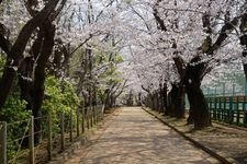 Tourist destination images of Shisei Kinen Koen (Municipal Commemorative Park)(2)