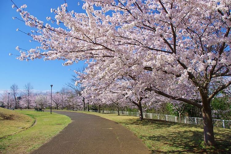 Makinohara Park