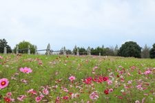 Tourist destination images of Makinohara Park(4)