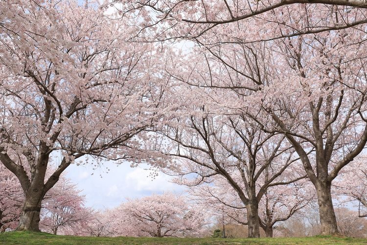 Sakura no Yama, Narita City