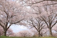 Tourist destination images of Sakura no Yama, Narita City(1)