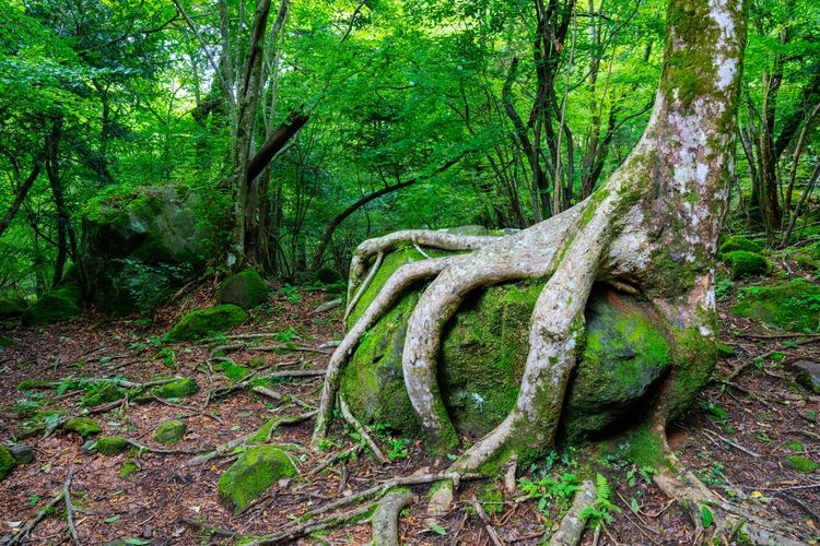 Tourist destination images of Otoike Spring Group(3)