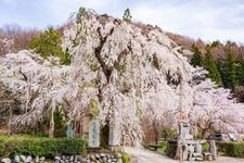 Tourist destination images of Hossen-ji Temple(2)