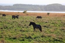 Tourist destination images of Koshima Shitsugen-en (Koshima Marshland Garden)(4)