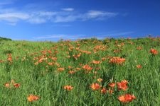 Tourist destination images of Koshima Shitsugen-en (Koshima Marshland Garden)(3)