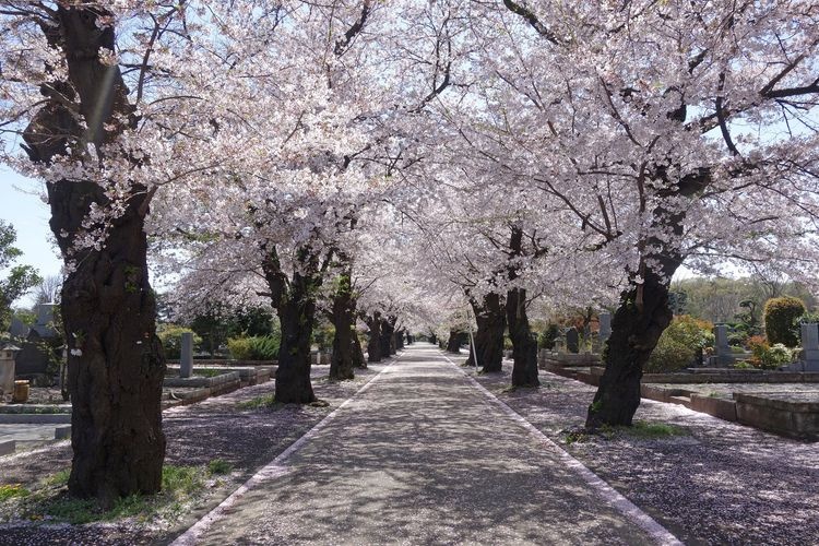 Tama Reien (Cemetery)