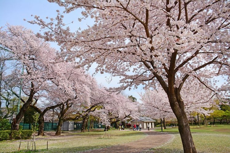 Suginami Ward Kashi no Miya Park