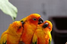 Tourist destination images of Kakegawa Kachoen (Kakegawa Bird and Flower Garden)(1)