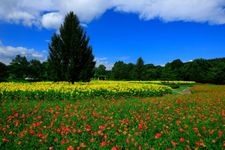 Tourist destination images of Iwate Prefectural Goshoko Wide Area Park(2)