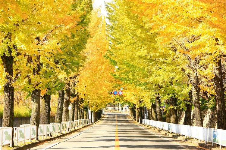 Tenri's Ginkgo Avenue