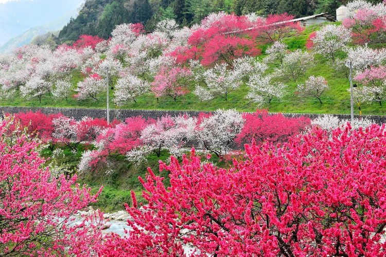 Achi Village 4