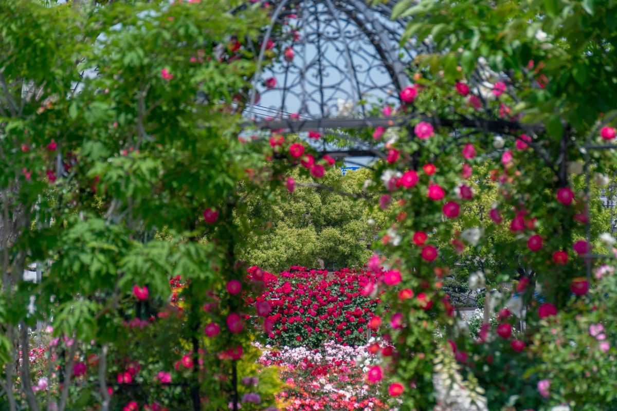 Jardín de Rosas de Aizumi