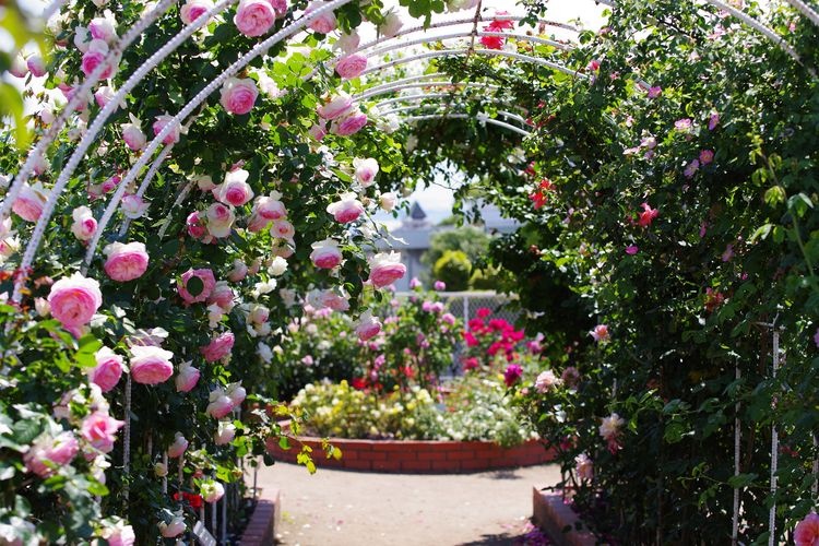 Aizumi Rose Garden