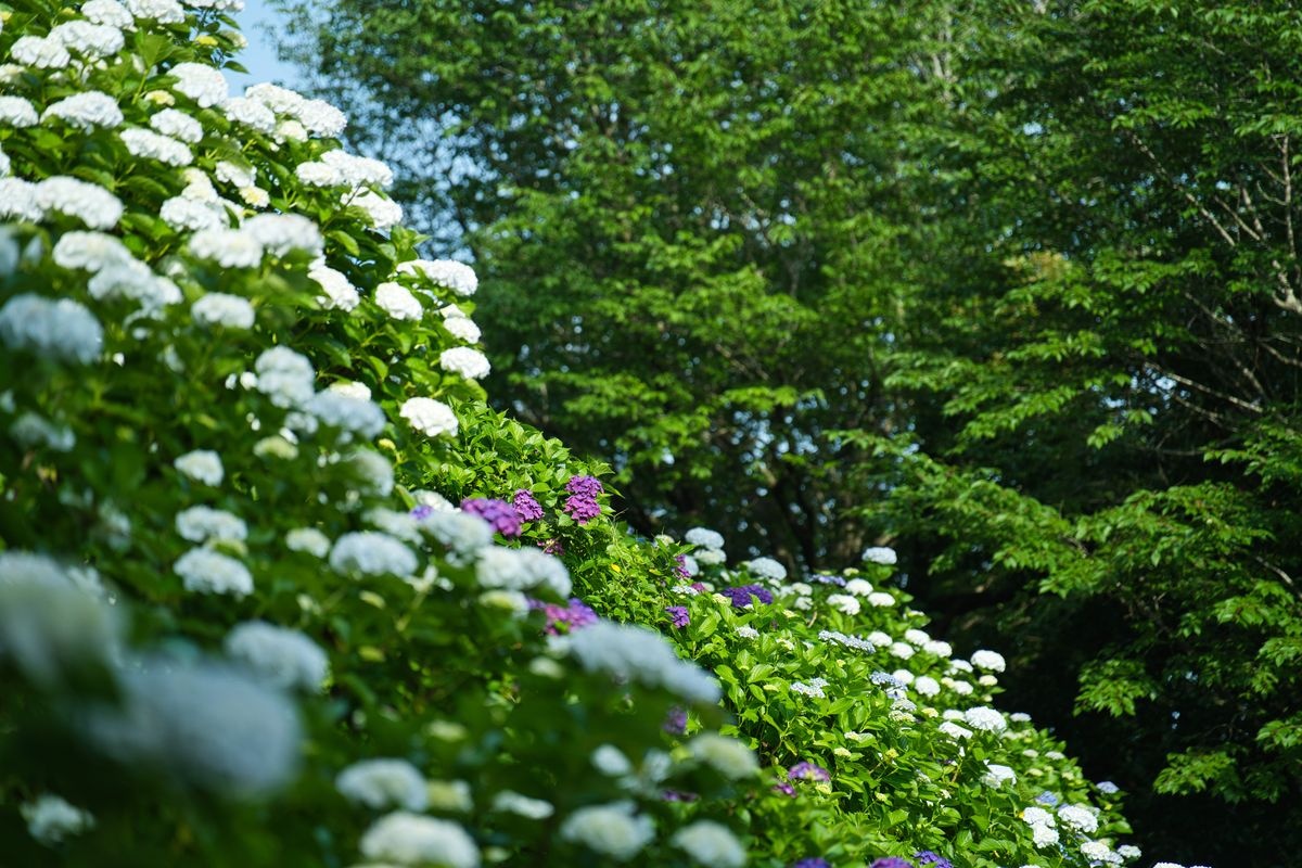 Ajisai Park