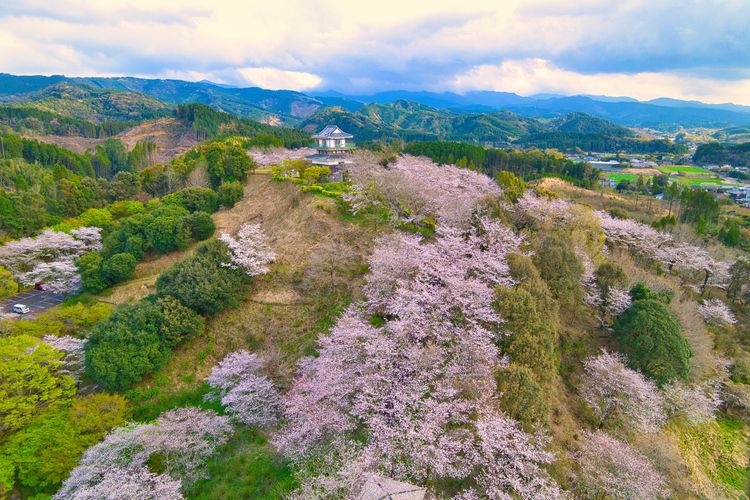 Ajisai Park