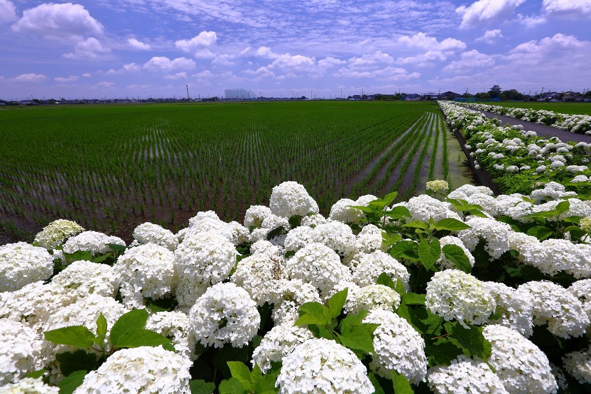 绣紫阳花之路 (Takinogawa Ajisai Road)