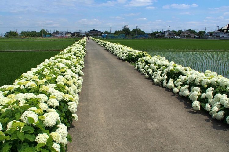 타키노가와 수국 로드 (Takinogawa Ajisai Road)