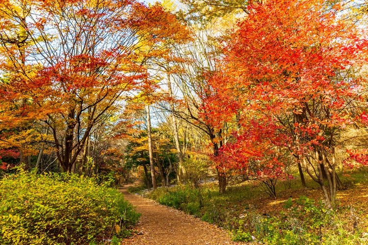 아카기 자연원 (Akagi Nature Park)