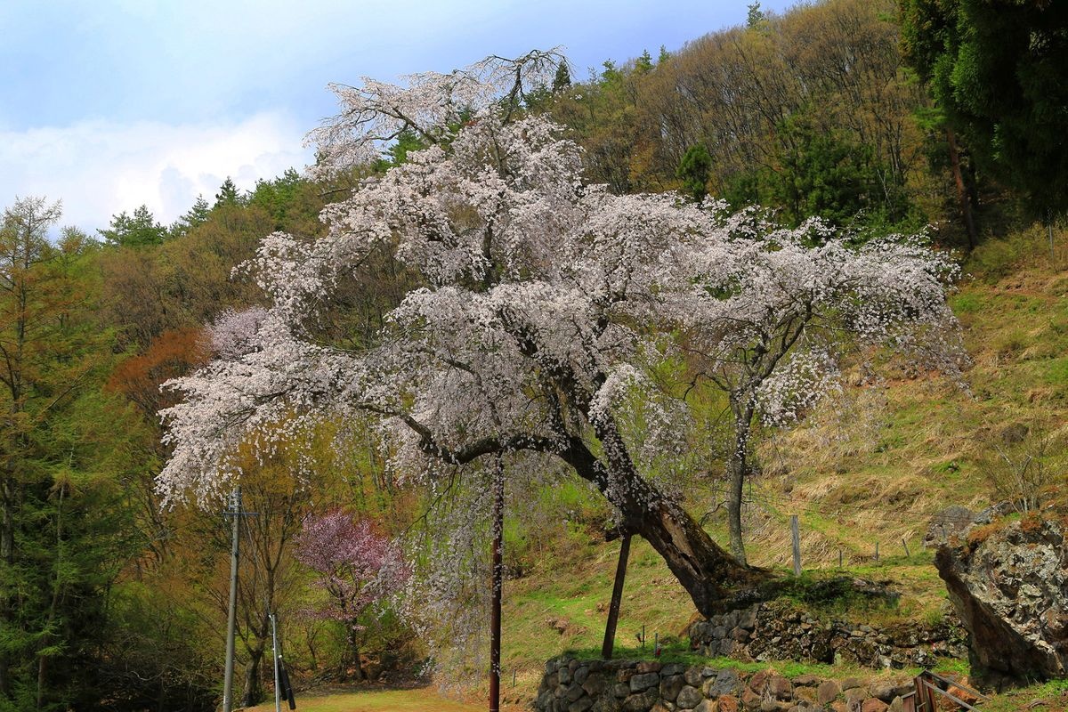 ดอกซากุระย้อย Akawe Kannon