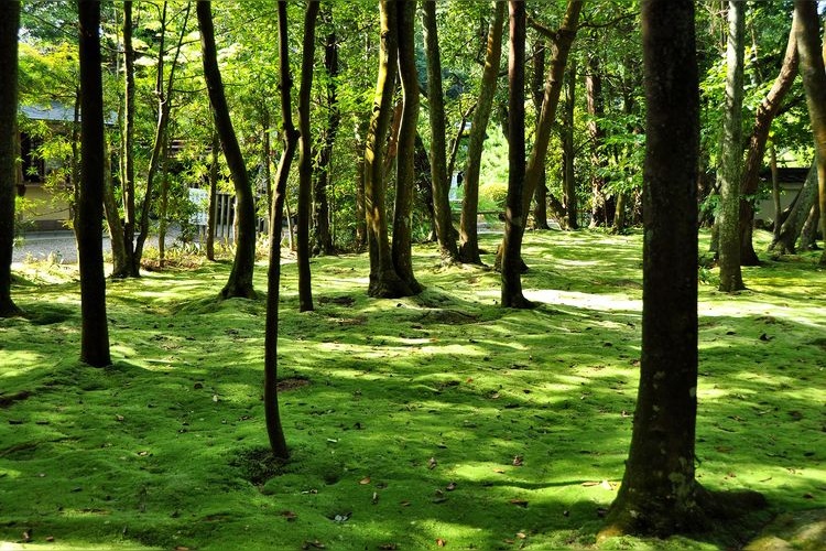 Chikushi-ji 2