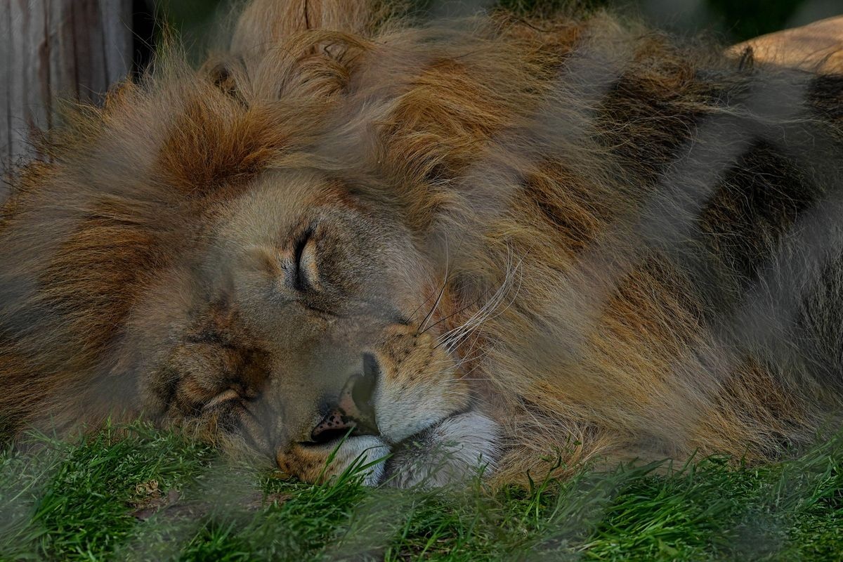Vườn thú Chiều mát (Yusumizumi Zoo)