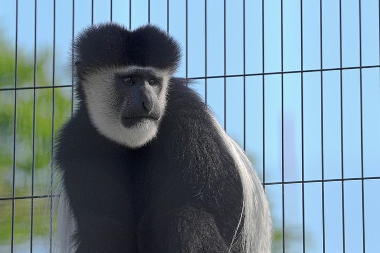Omoriyama Zoo 2