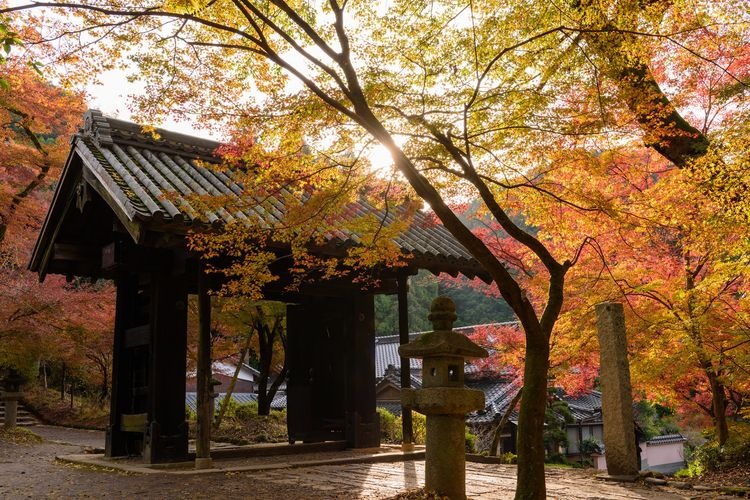 秋月传统建筑群保存地区 3