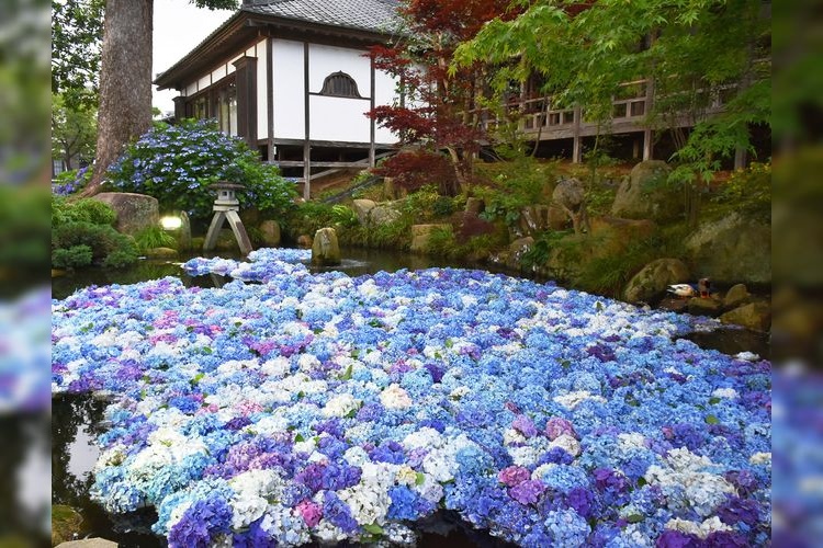 Amabiki Kannon (Rakuhoji Temple) 3