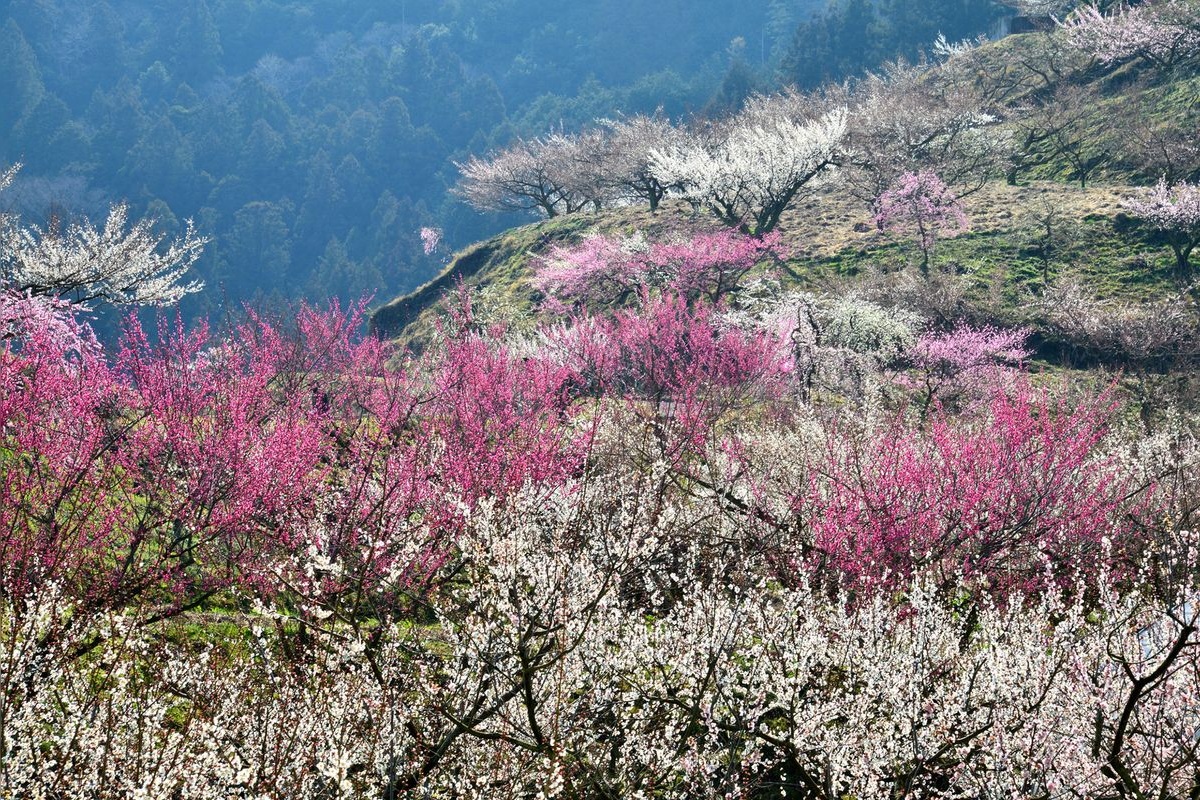 天野梅園 (Amano Baien)