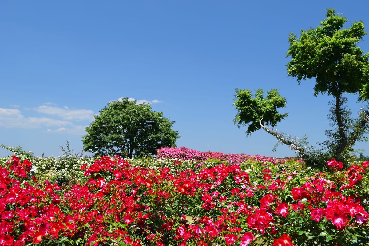 สวนเกษตรอามาเสะ (Rose Hill Amagase)