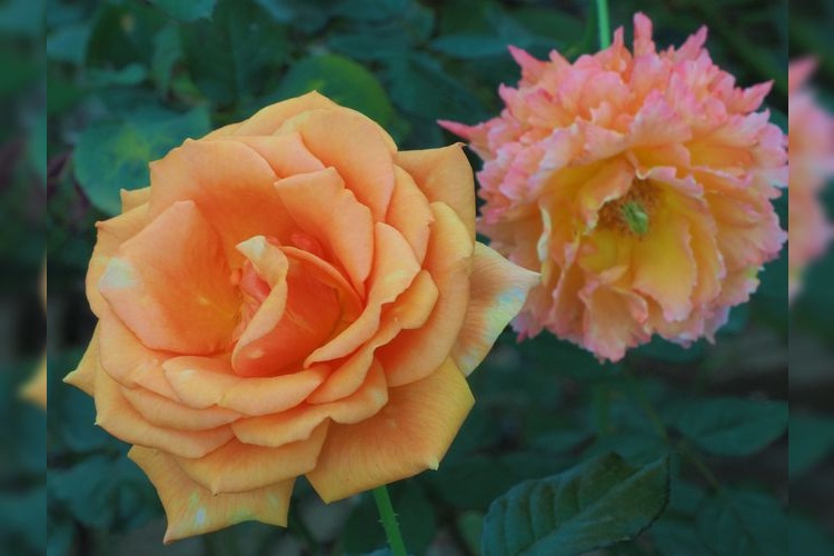 สวนเกษตรอามาเสะ (Rose Hill Amagase) 2
