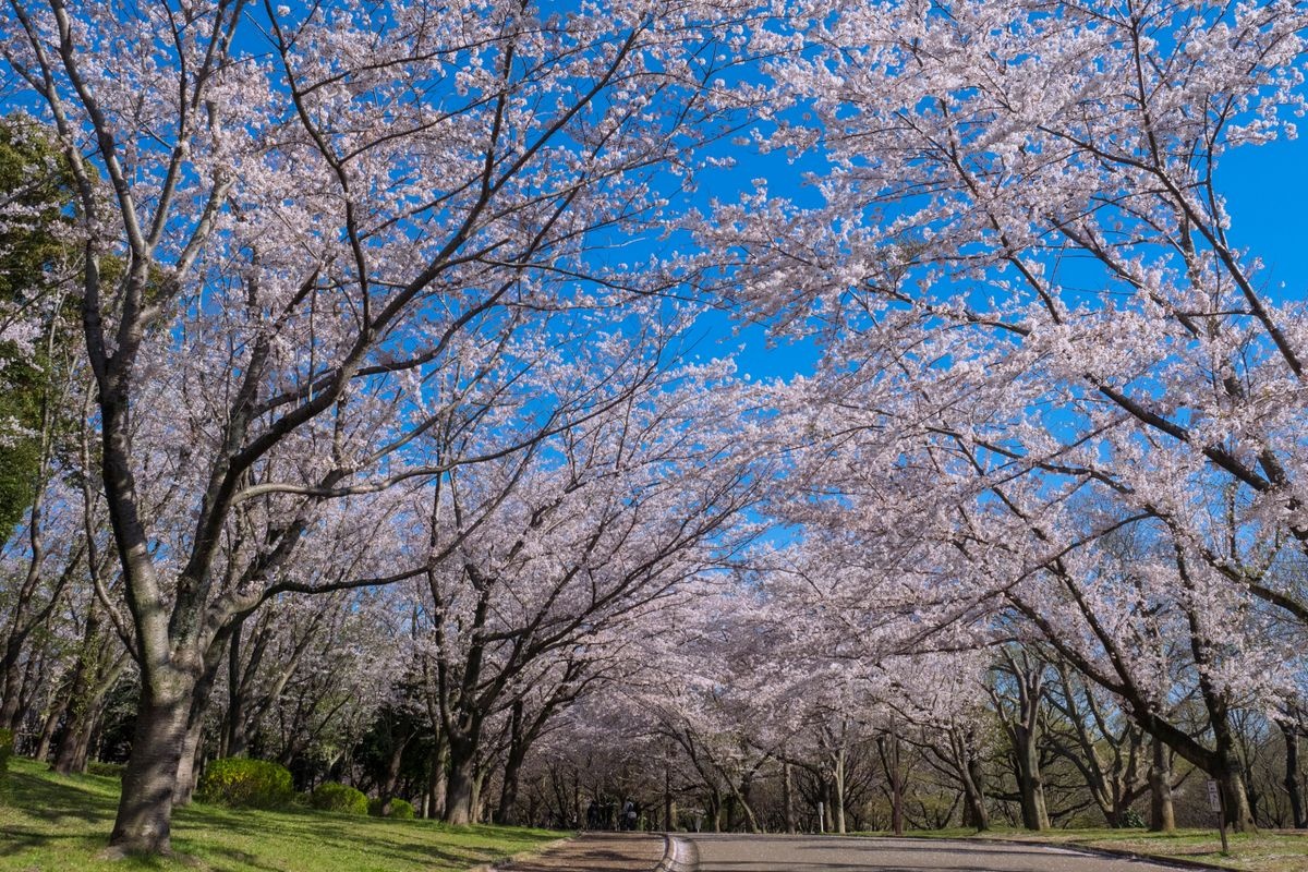 Aoba no Mori Park