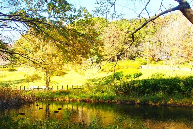Aoba no Mori Park