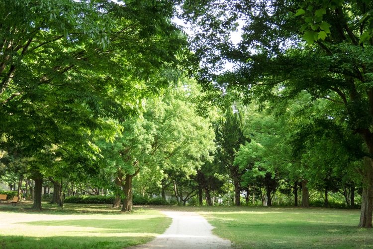 Aoba no Mori Park 2