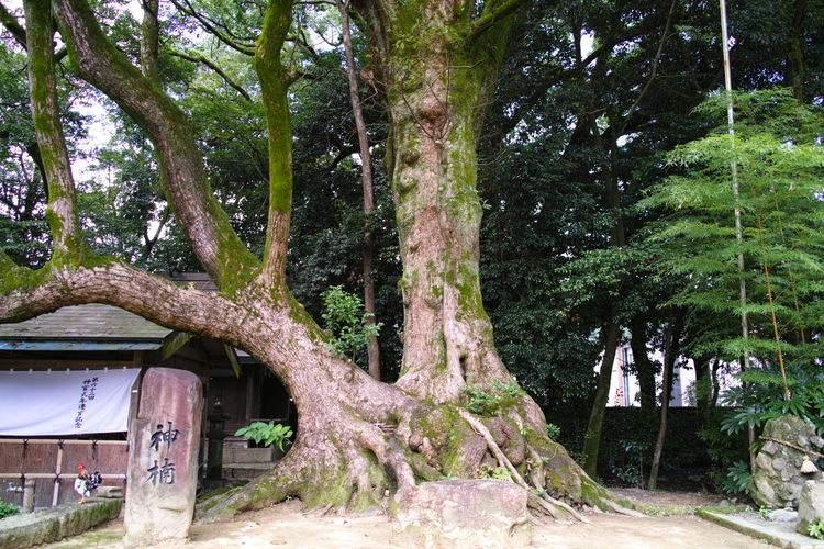 Aoi Aso Jinja