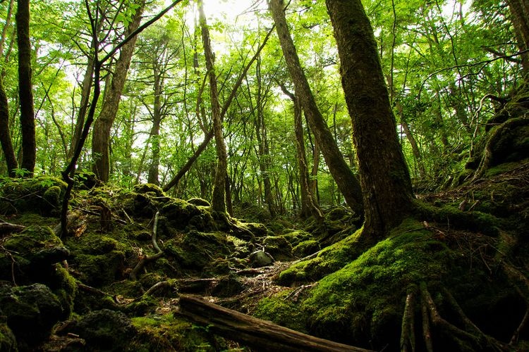 Aokigahara Jukai 2