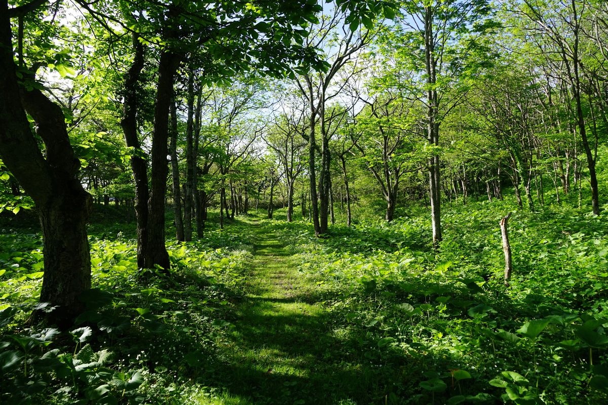 아비 고원 (Appi Kogen)
