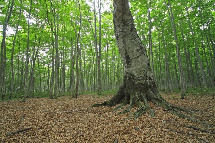 아비 고원 (Appi Kogen)