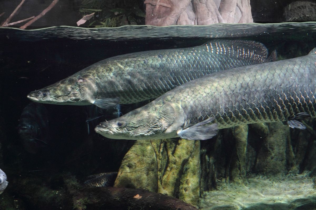 Aqua ・ Toto Gifu (World Freshwater Fish Aquarium)