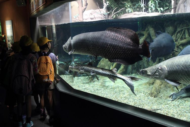 Aqua ・ Toto Gifu (World Freshwater Fish Aquarium)
