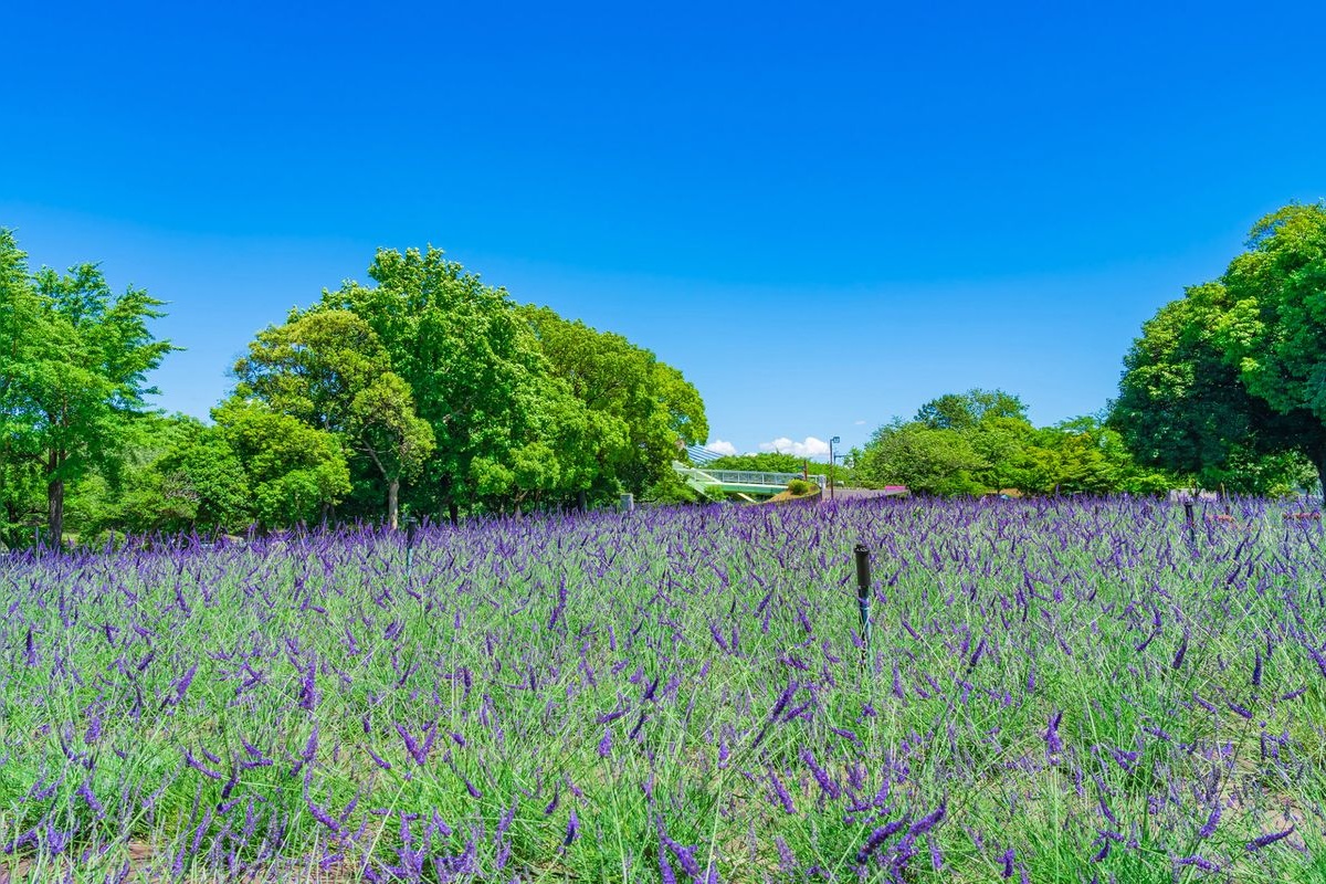 荒子川公園 (Aratorigawa Park)
