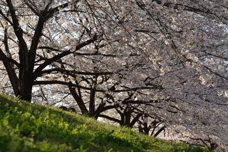 荒子川公園 2