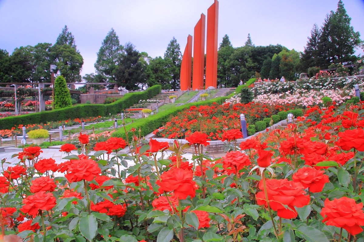 สวนกุหลาบอารามะกิ ( Aramaki Rose Park)