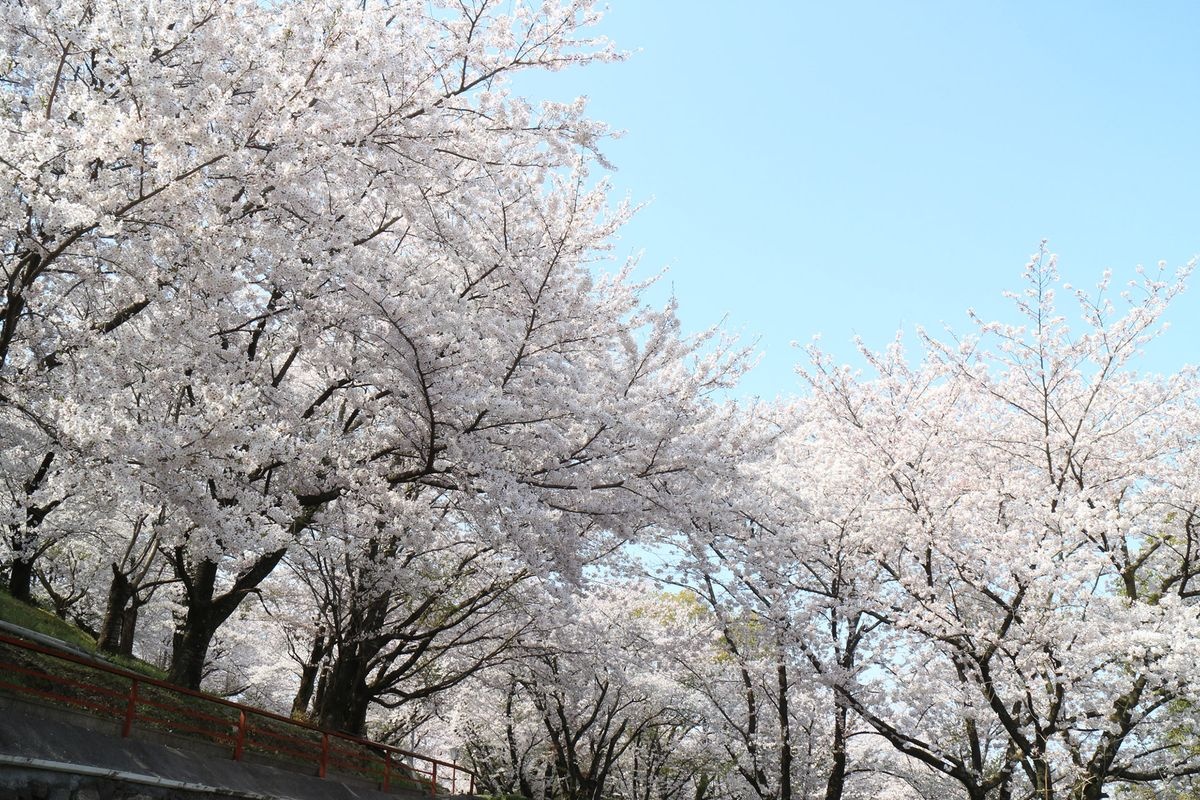 아사히야마 삼림공원